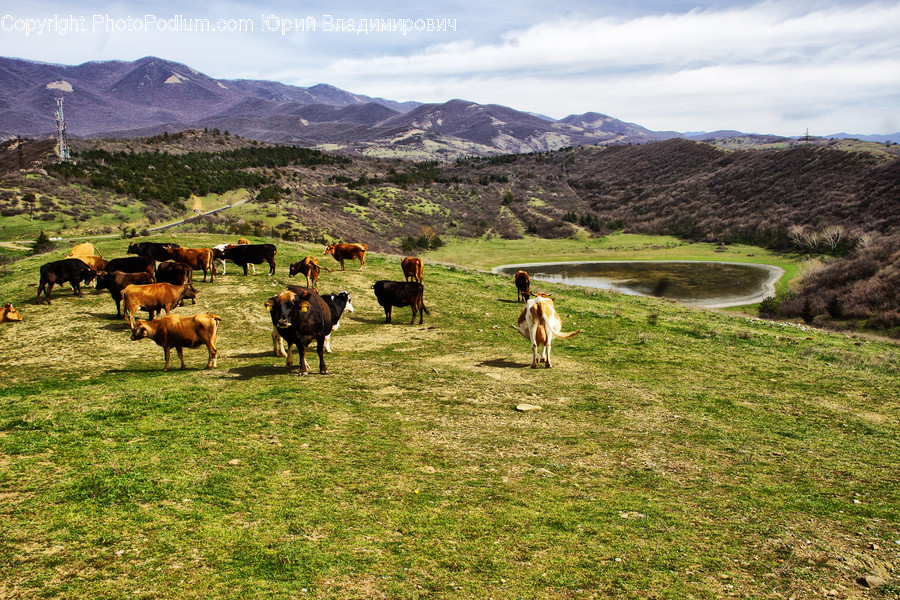 Animal, Cattle, Cow, Mammal, Countryside