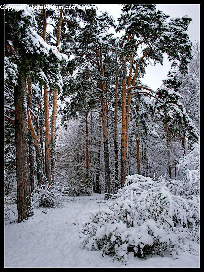 Forest, Vegetation, Plant, Tree, Conifer, Fir, Grove