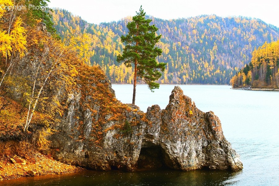 Cliff, Outdoors, Conifer, Flora, Larch