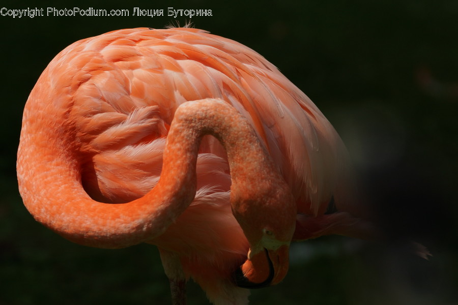 Animal, Bird, Flamingo