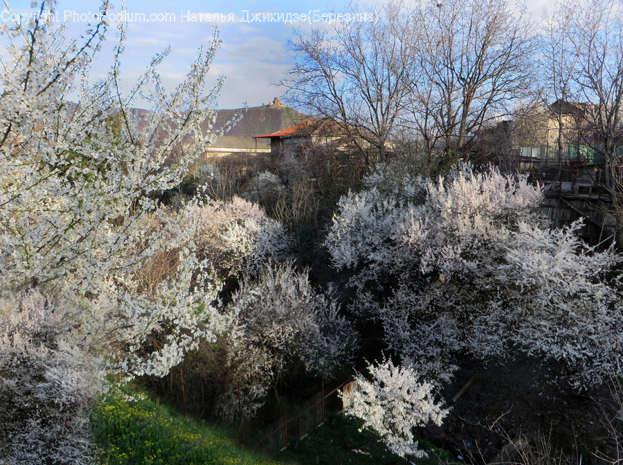 Frost, Ice, Outdoors, Snow, Blossom