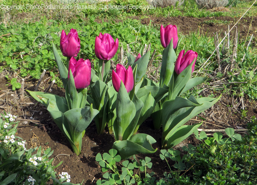 Blossom, Flora, Flower, Plant, Tulip