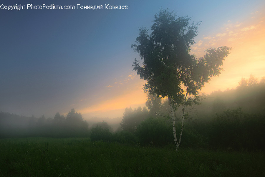 Fog, Nature, Weather, Dawn, Dusk