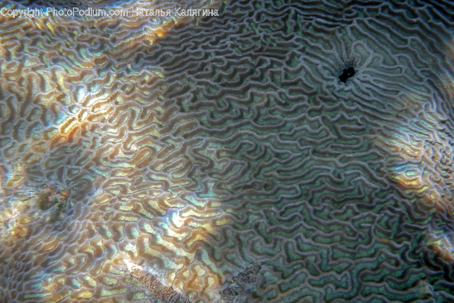 Alcyonacea, Animal, Brain Coral, Coral Reef, Invertebrate