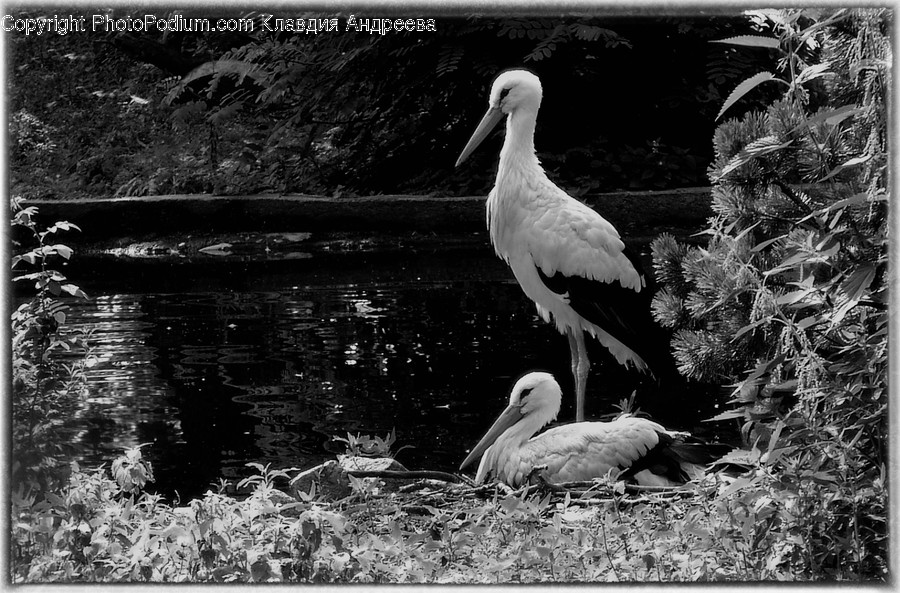 Animal, Bird, Stork, Swan, Waterfowl