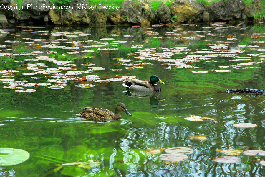 Outdoors, Pond, Water, Animal, Bird