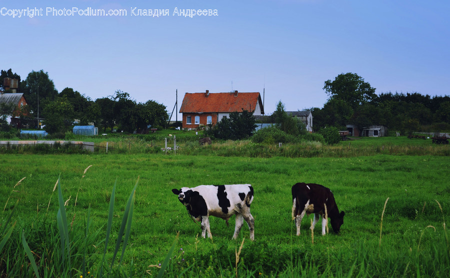 Building, Cottage, House, Housing, Animal