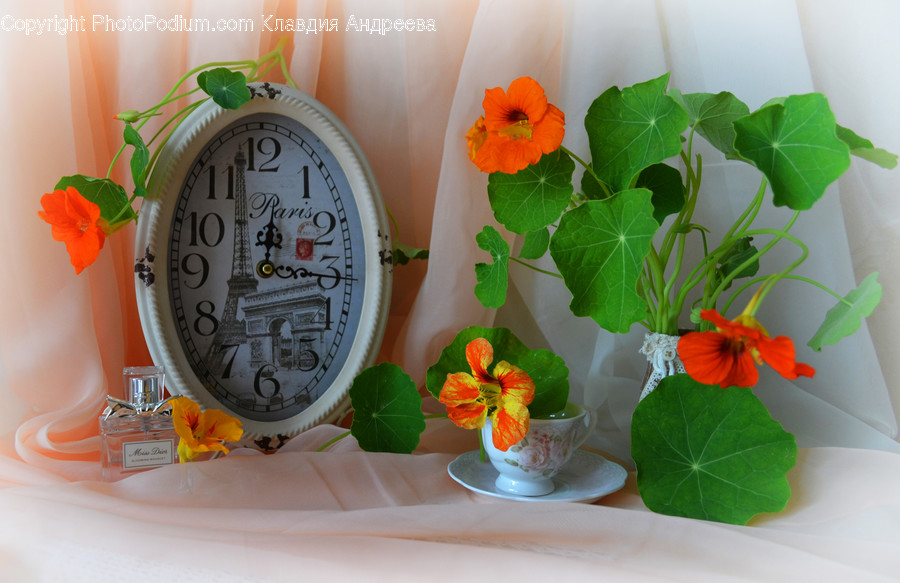 Alarm Clock, Clock, Flora, Jar, Plant