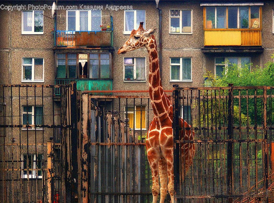 Animal, Giraffe, Mammal, Wildlife, Brick