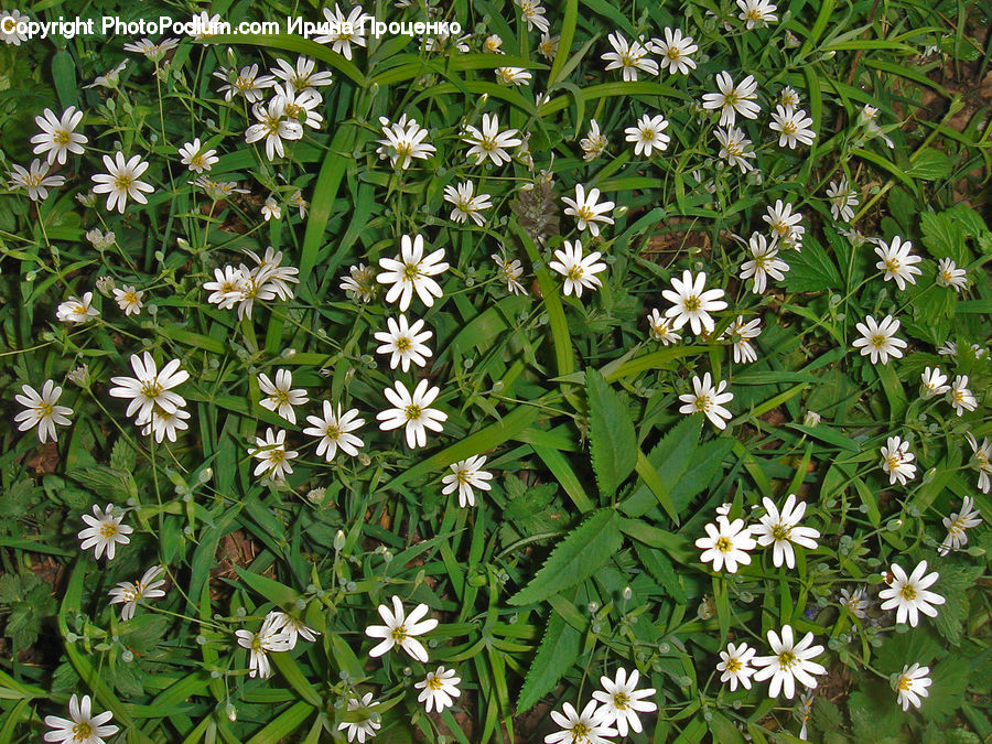 Aster, Blossom, Flower, Plant, Daisies, Daisy, Asteraceae