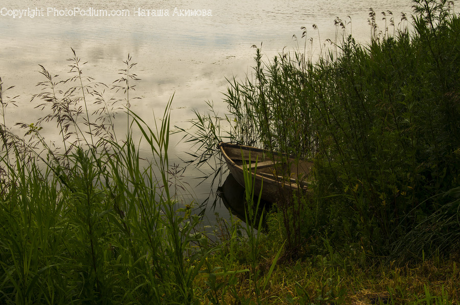 Flora, Grass, Plant, Reed, Boat