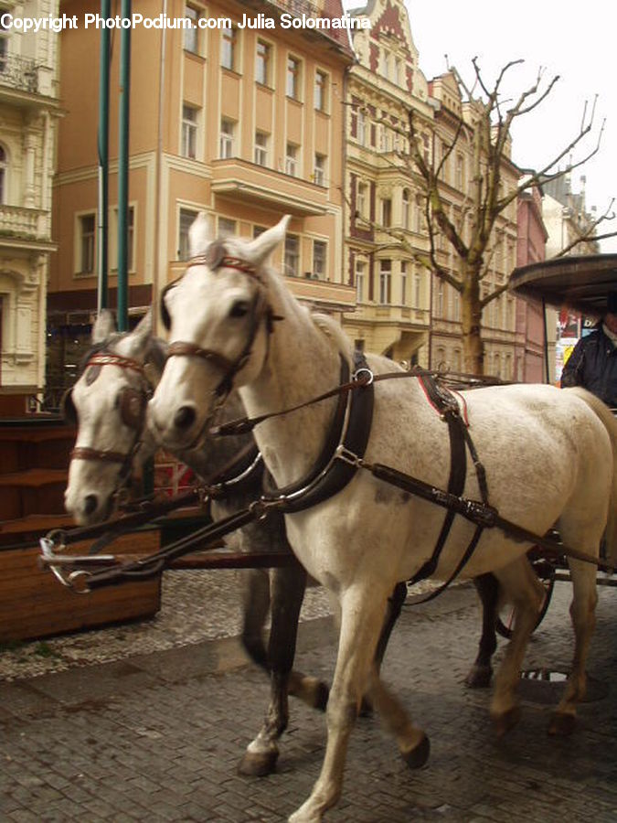 Animal, Horse, Mammal, Carriage, Horse Cart, Vehicle, Equestrian