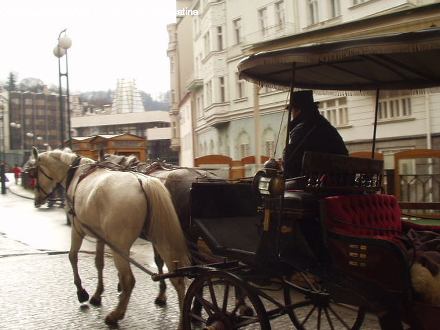 Carriage, Horse Cart, Vehicle, People, Person, Human, Bicycle