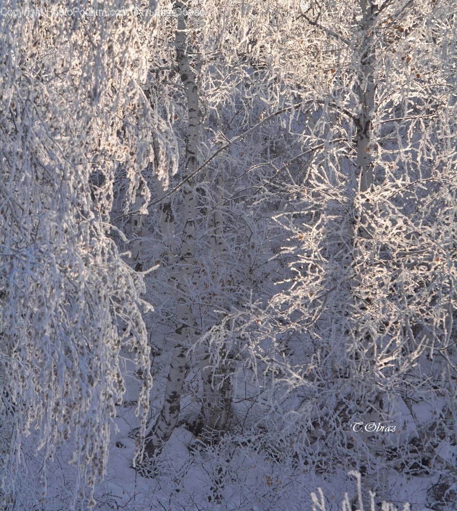 Frost, Ice, Outdoors, Snow, Landscape