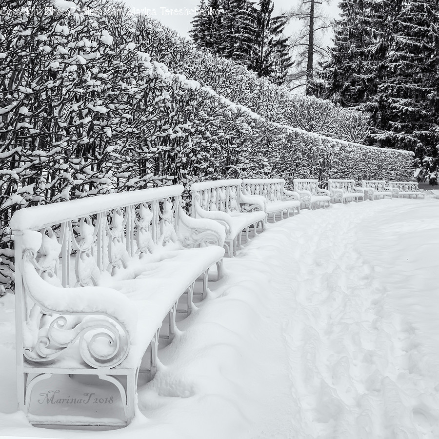 Bench, Outdoors, Snow, Flora, Forest