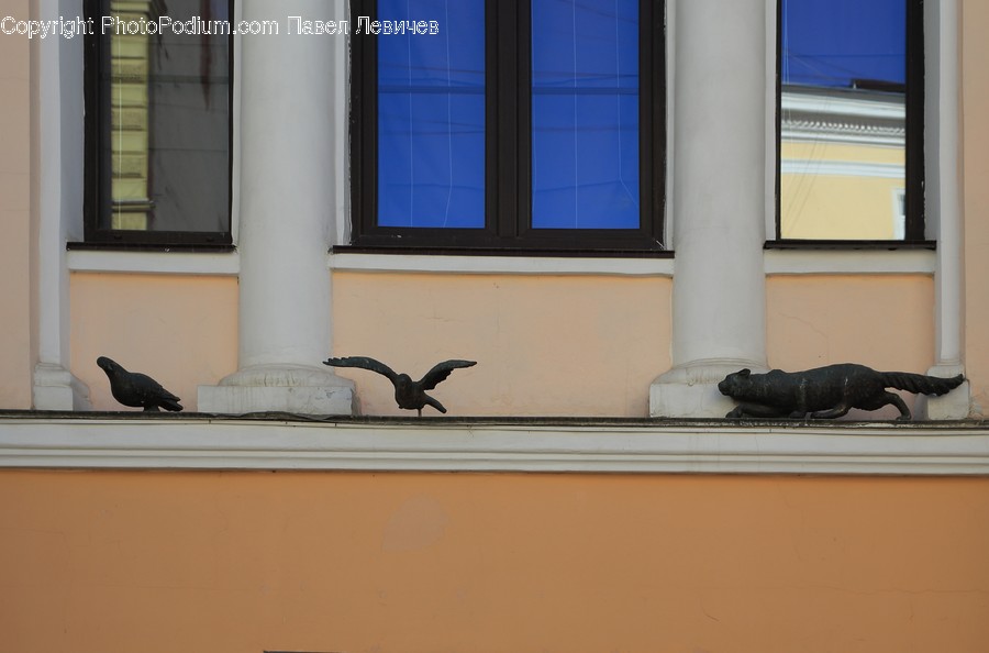 Window, Animal, Bird, Dove, Pigeon