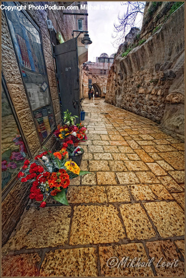 Alley, Alleyway, Road, Street, Town, Plant, Potted Plant