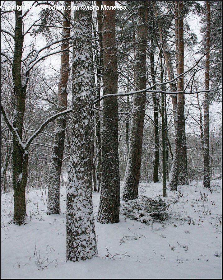 Forest, Vegetation, Grove, Land, Birch, Tree, Wood