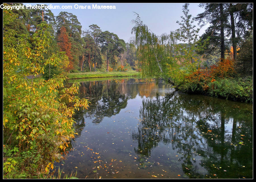 Outdoors, Pond, Water, Nature, Conifer, Fir, Plant