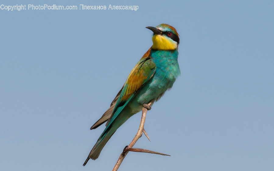 Animal, Bee Eater, Bird