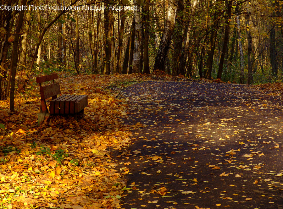 Bench, Chair, Furniture, Flora, Forest