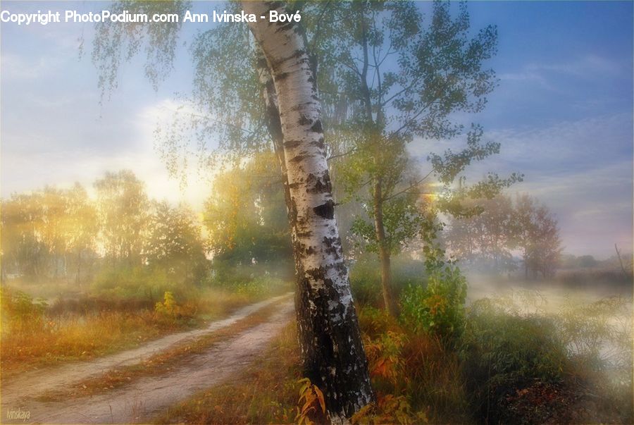 Birch, Tree, Wood, Dirt Road, Gravel, Road, Plant