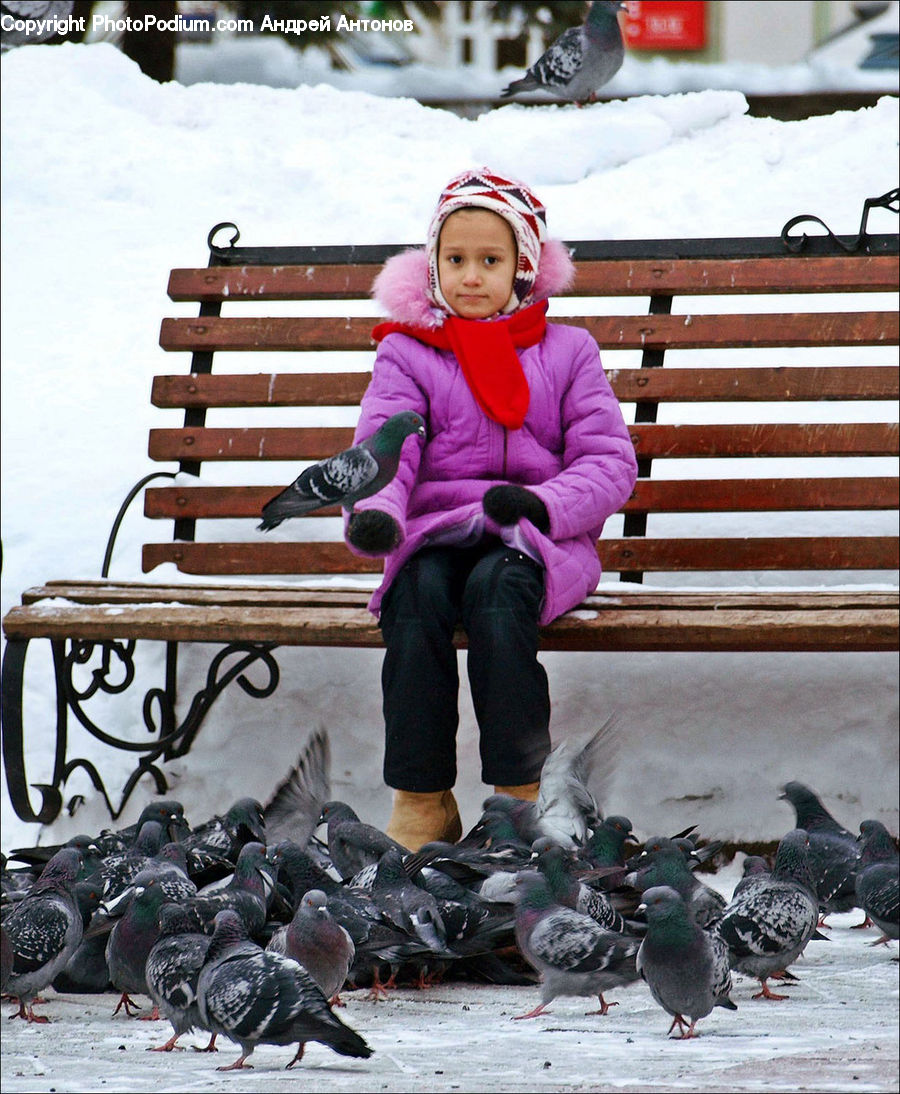 Human, People, Person, Bird, Pigeon, Dove, Leisure Activities