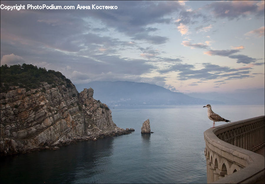 Cliff, Outdoors, Bird, Seagull, Coast, Sea, Water