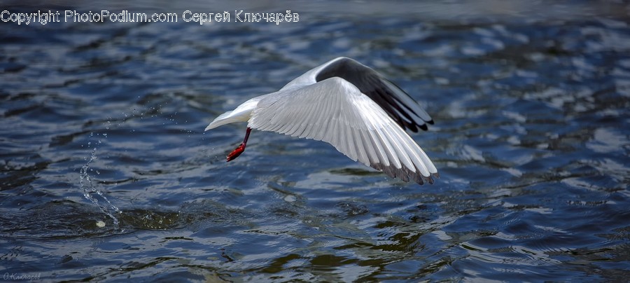 Animal, Bird, Swan, Waterfowl, Ardeidae