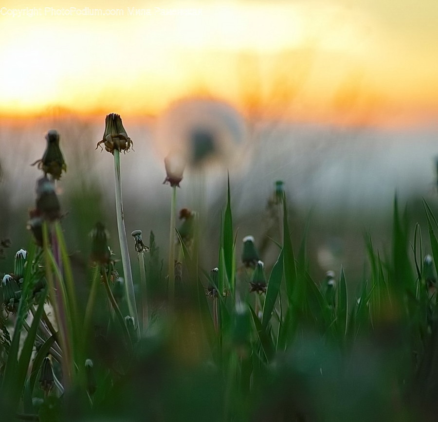 Flora, Grass, Plant, Sunlight, Reed