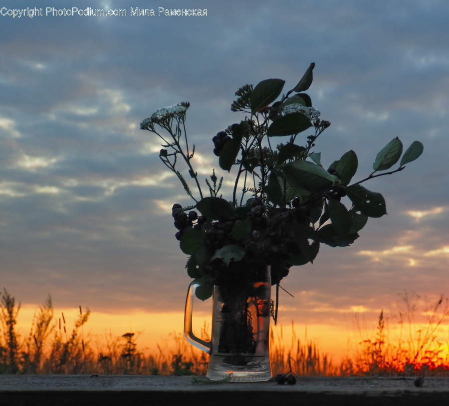 Flora, Jar, Plant, Potted Plant, Pottery