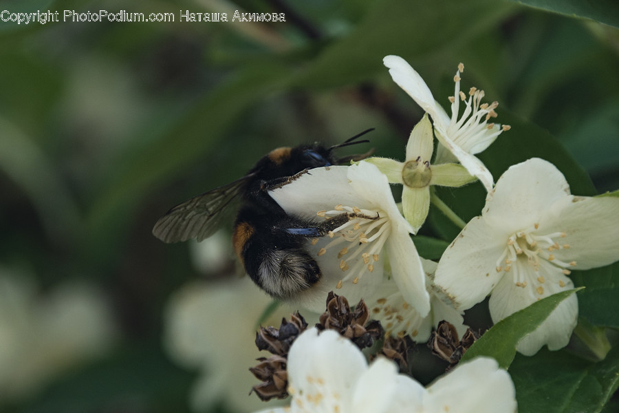 Animal, Apidae, Bee, Bumblebee, Insect