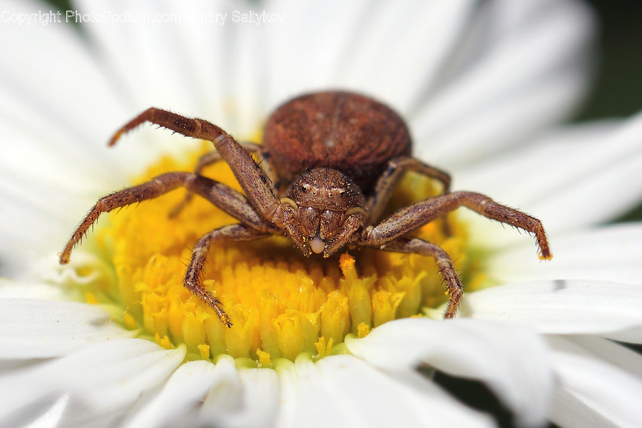 Animal, Arachnid, Garden Spider, Insect, Invertebrate