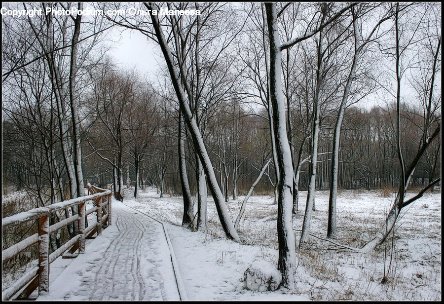 Ice, Outdoors, Snow, Fence, Birch, Tree, Wood