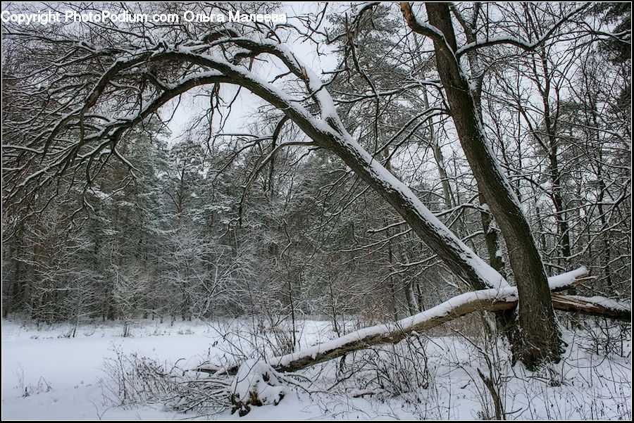 Plant, Tree, Forest, Grove, Land, Ice, Outdoors