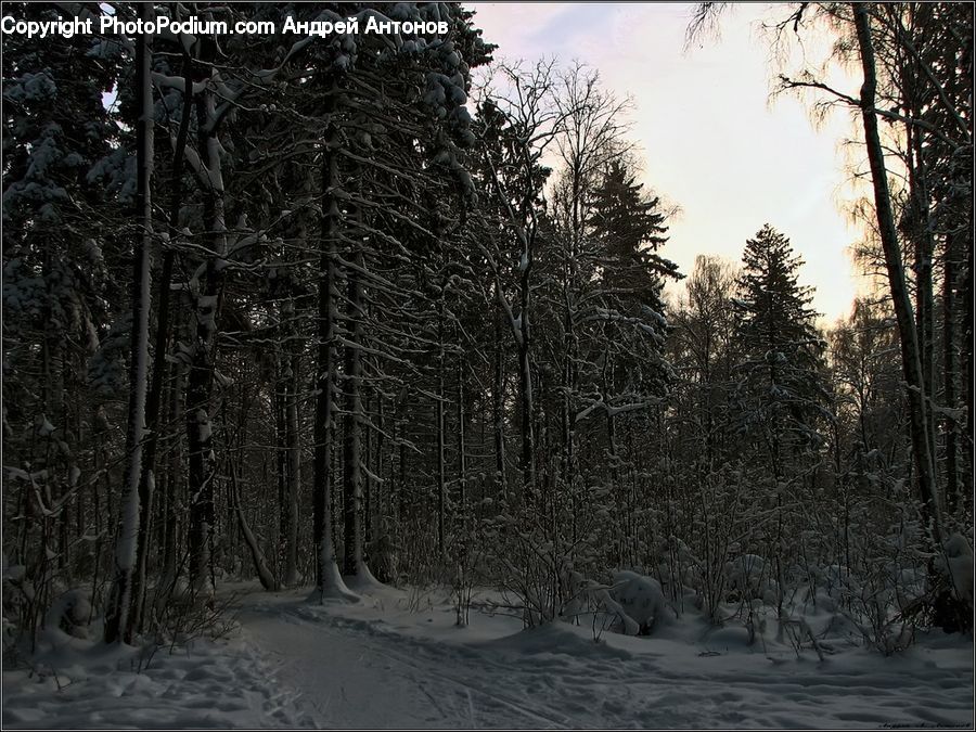 Forest, Vegetation, Ice, Outdoors, Snow, Conifer, Fir