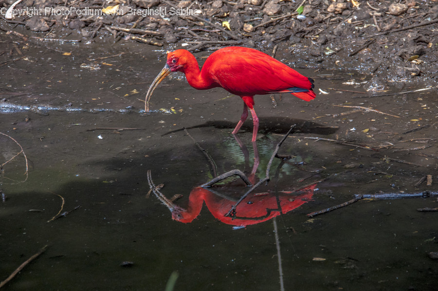 Animal, Bird, Flamingo, Ardeidae, Crane Bird