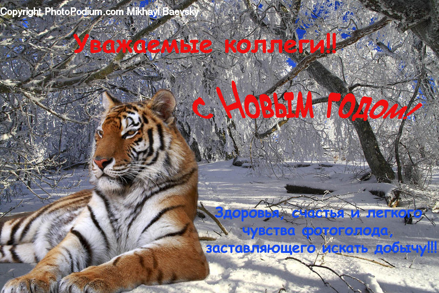 Animal, Mammal, Tiger, Brochure, Flyer, Poster