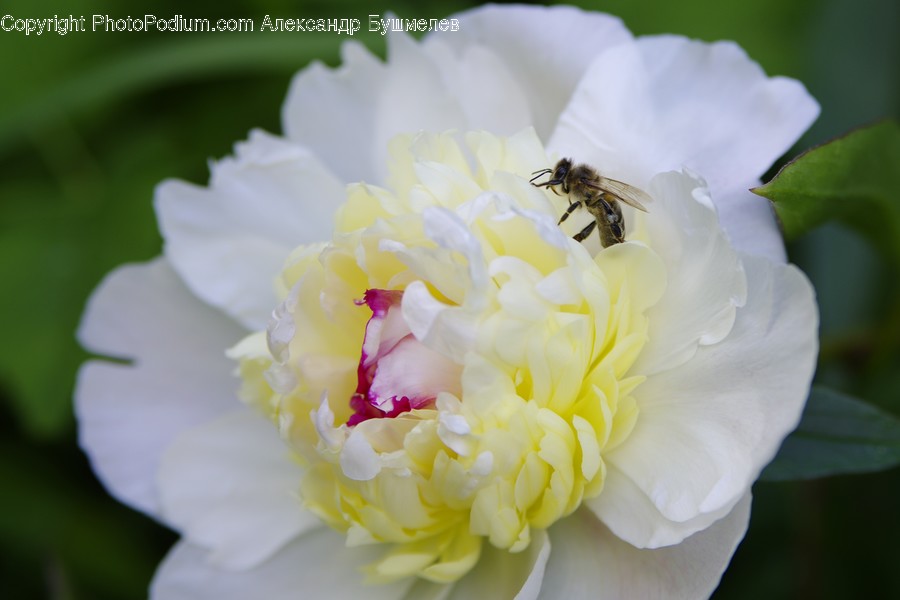 Animal, Apidae, Bee, Honey Bee, Insect