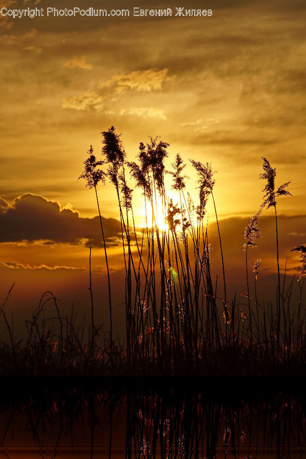 Flora, Grass, Plant, Reed, Dawn