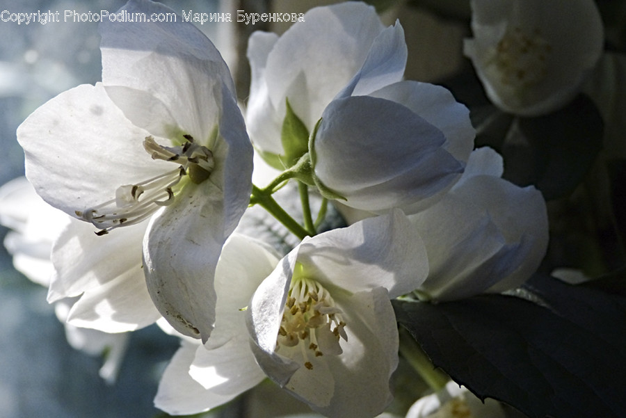 Blossom, Flora, Flower, Plant, Amaryllis