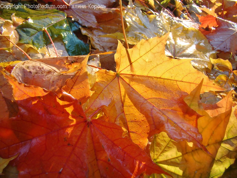 Flora, Maple, Plant, Tree, Leaf