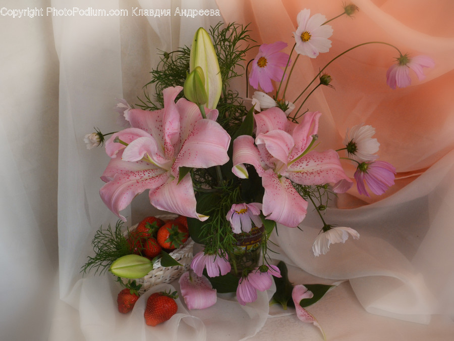 Blossom, Flora, Flower, Flower Arrangement, Ornament
