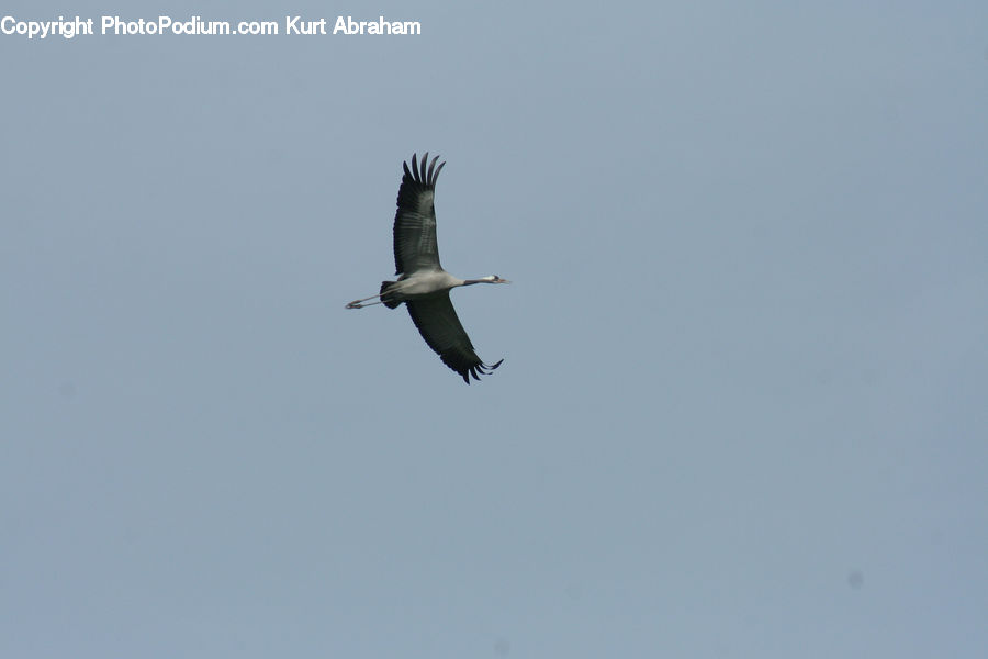 Bird, Stork, Crane Bird, Heron, Ardeidae, Pelican, Swallow