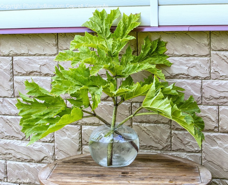 Flora, Herbs, Jar, Mint, Plant