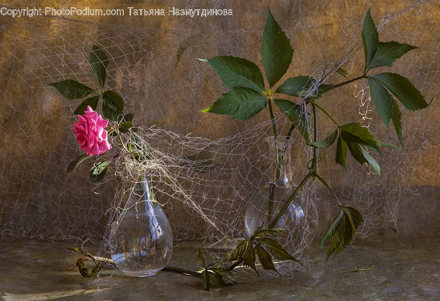 Bubble, Flora, Ivy, Plant, Glass