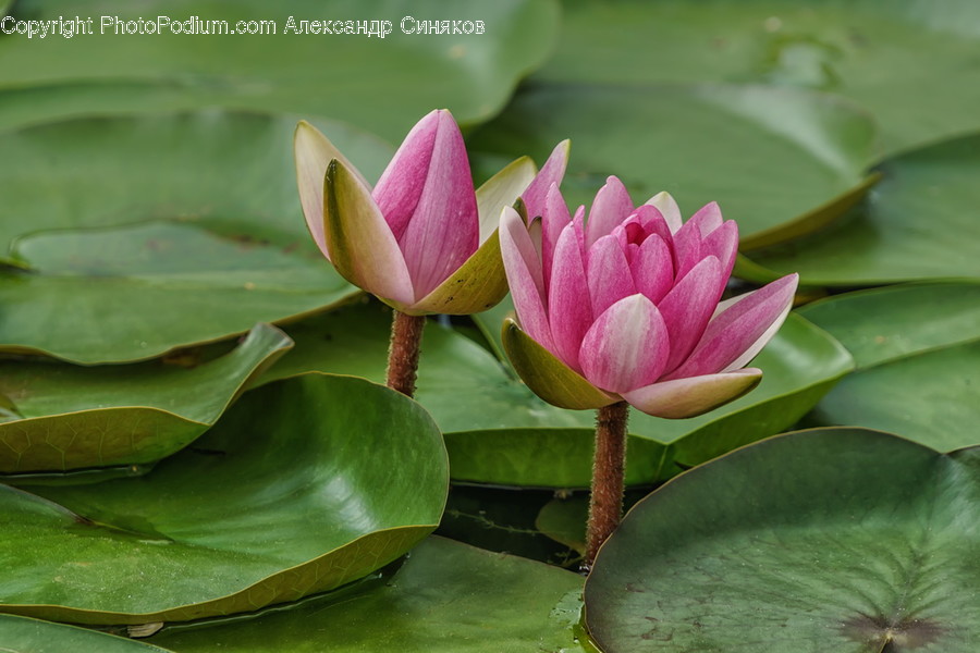 Blossom, Flora, Flower, Lily, Plant