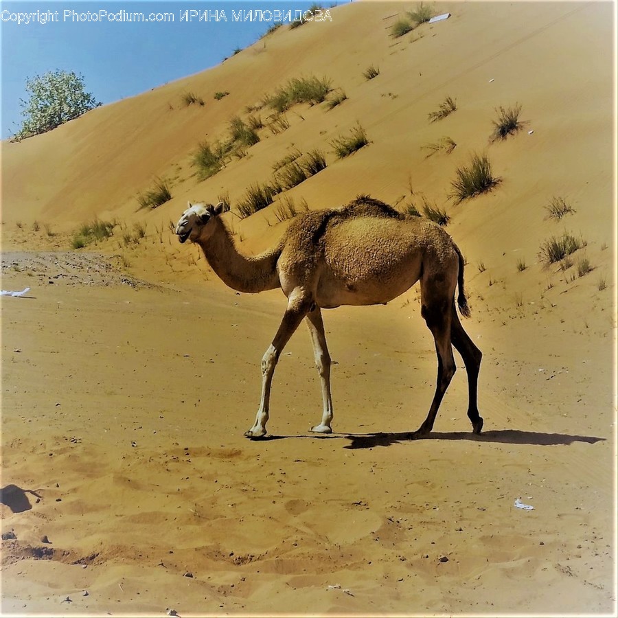 Animal, Camel, Mammal, Desert, Nature