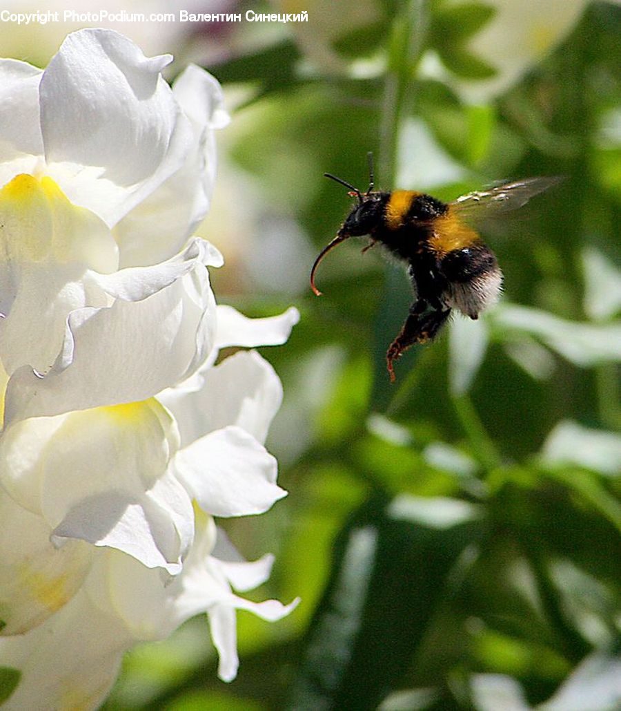 Andrena, Apidae, Bee, Bumblebee, Honey Bee, Insect, Invertebrate