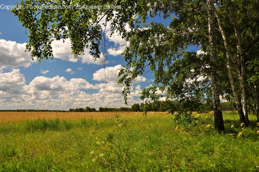 Field, Grassland, Outdoors, Cloud, Cumulus